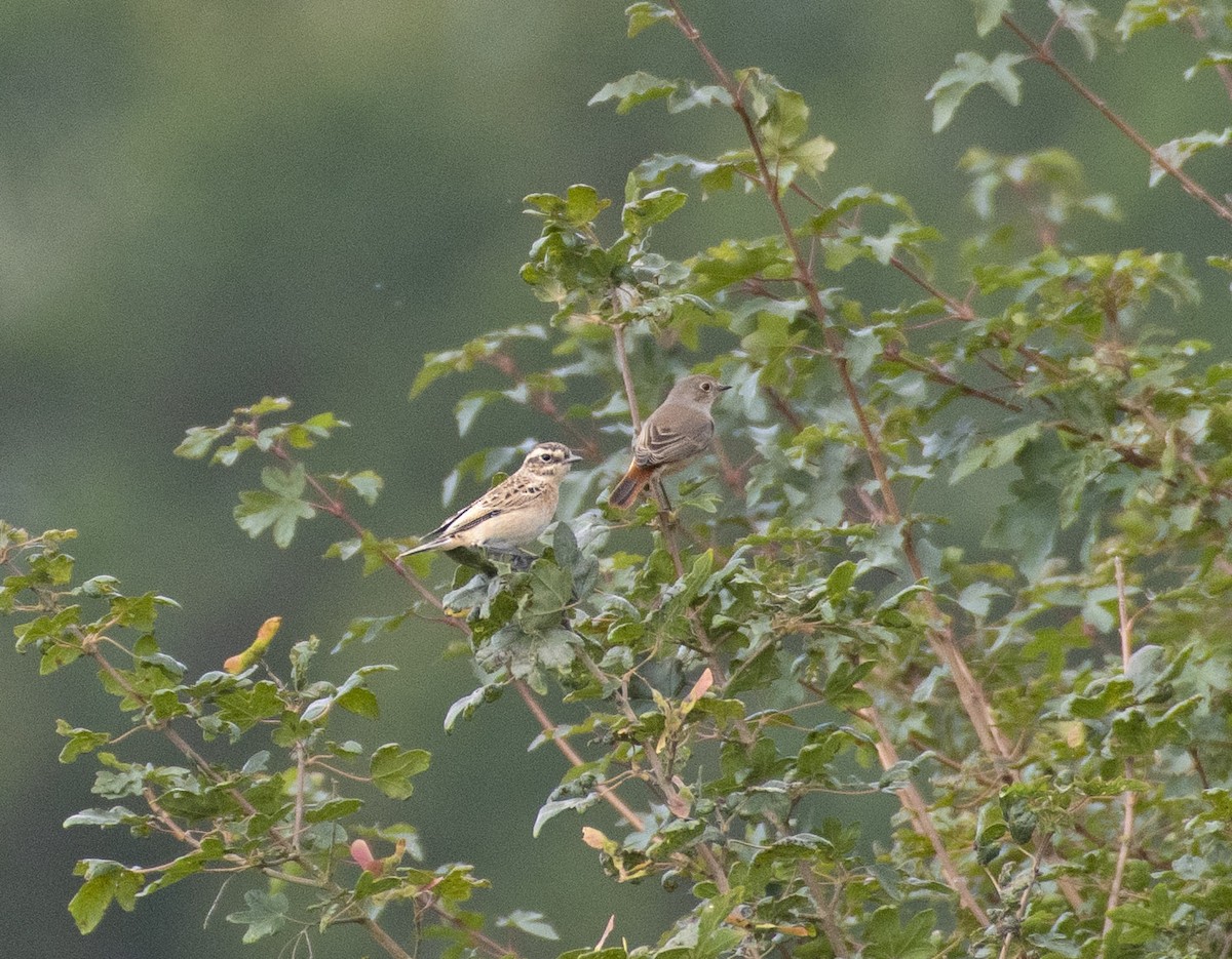 Whinchat - ML364568481