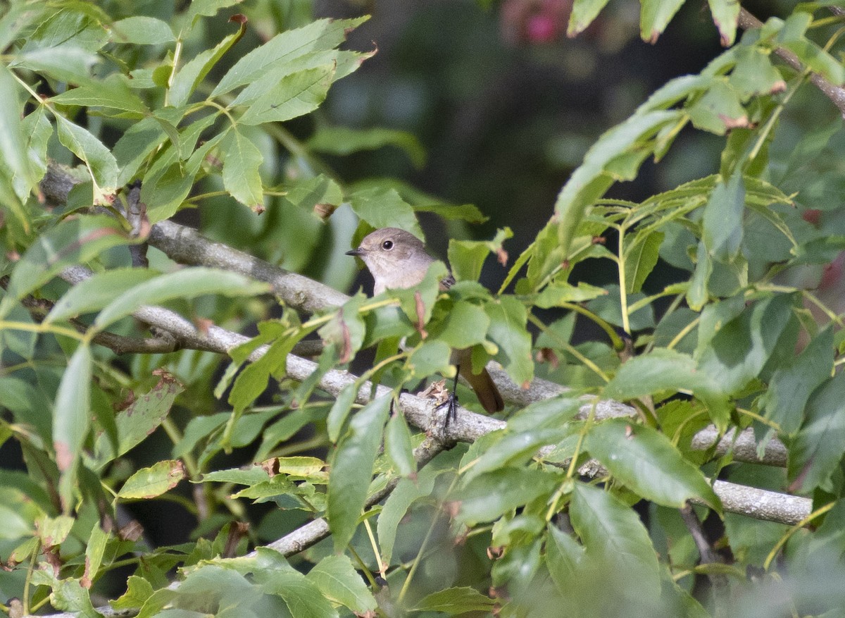 Common Redstart - ML364568491