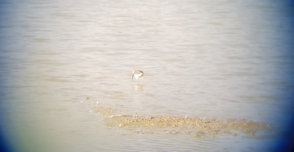 Stilt Sandpiper - ML364570871