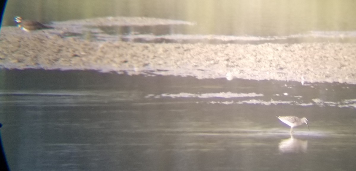 Stilt Sandpiper - ML364570881