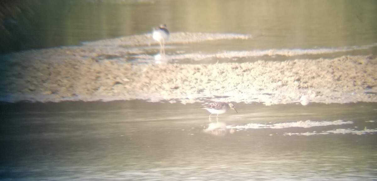 Pectoral Sandpiper - ML364570951