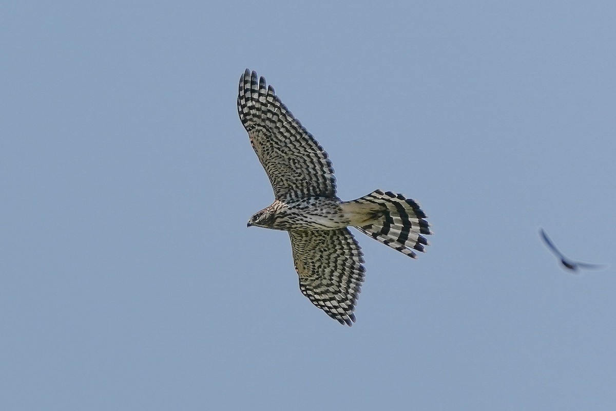 American Goshawk - ML364572331