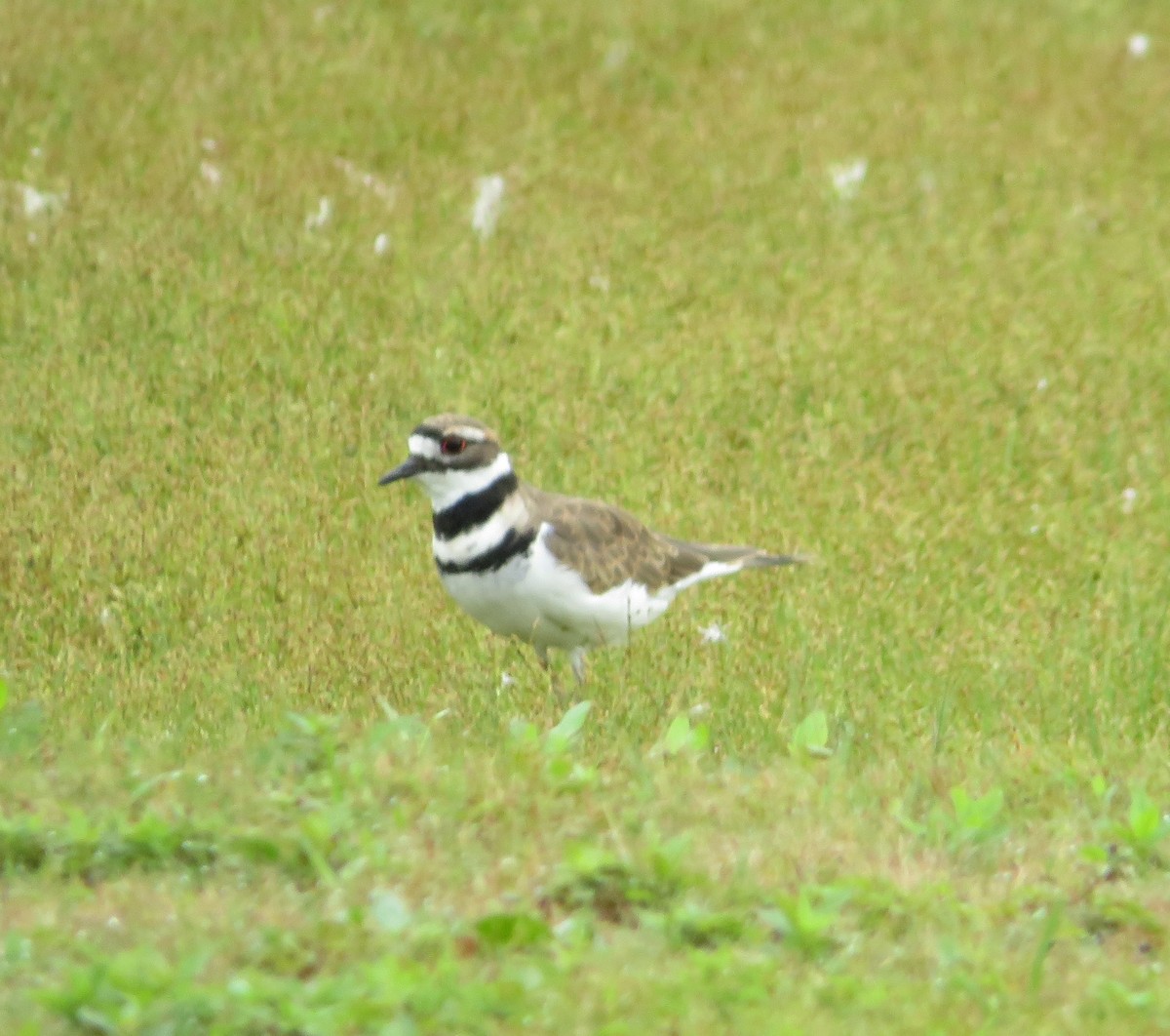 Killdeer - ML364574471