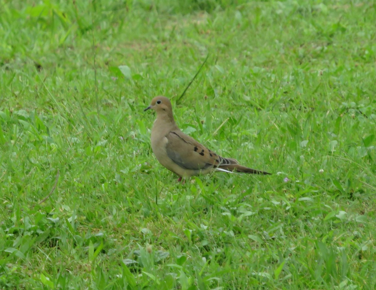 Mourning Dove - ML364574561