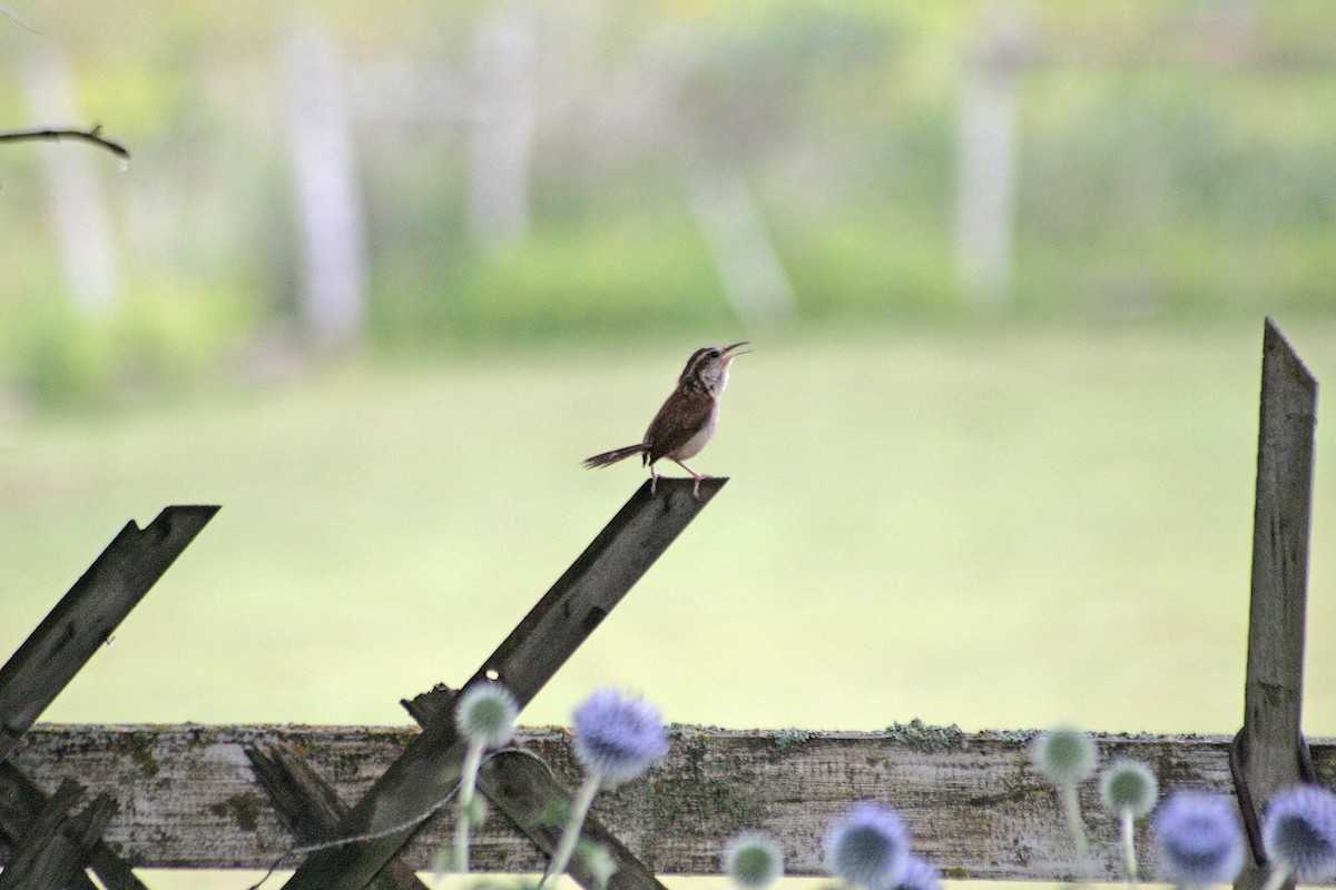 Carolina Wren - Alexandre Nicole