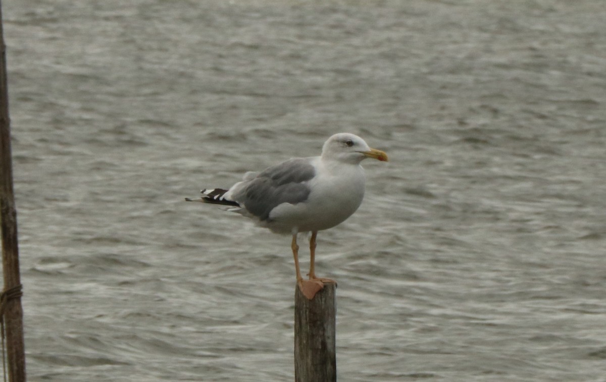 Yellow-legged Gull - Jan Roedolf