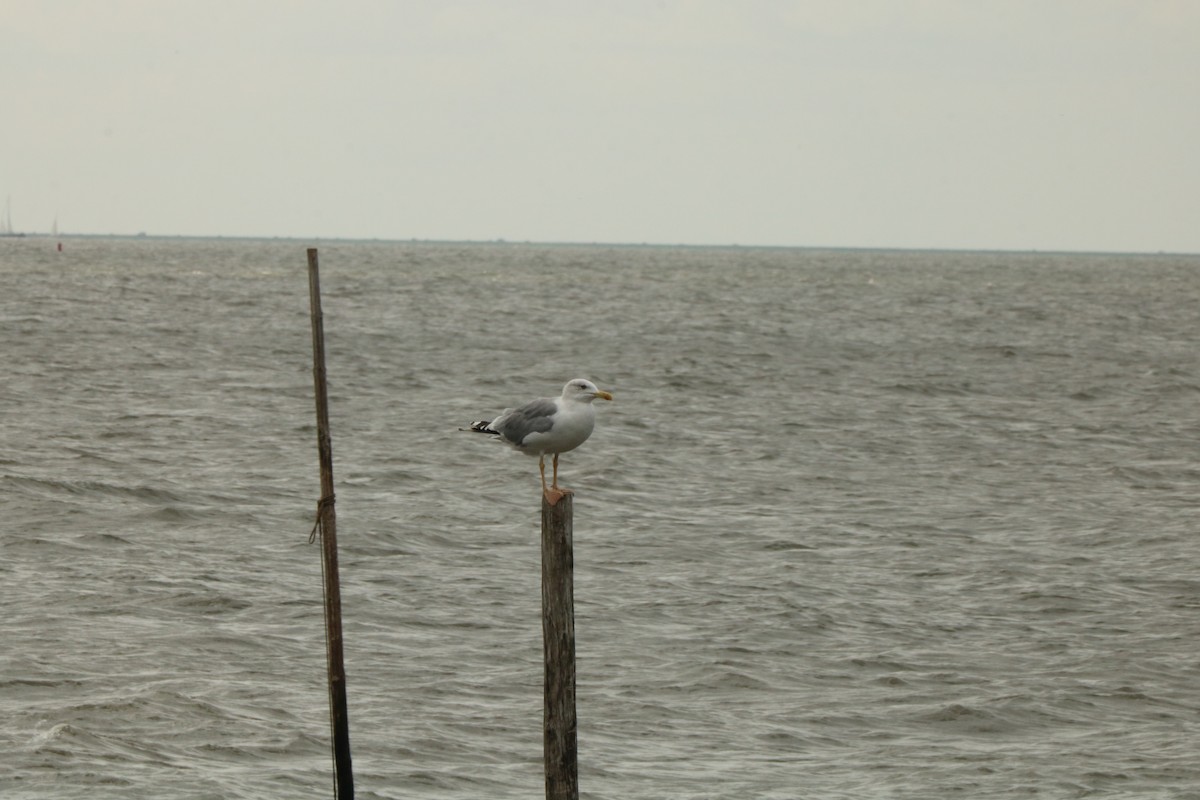 Yellow-legged Gull - Jan Roedolf