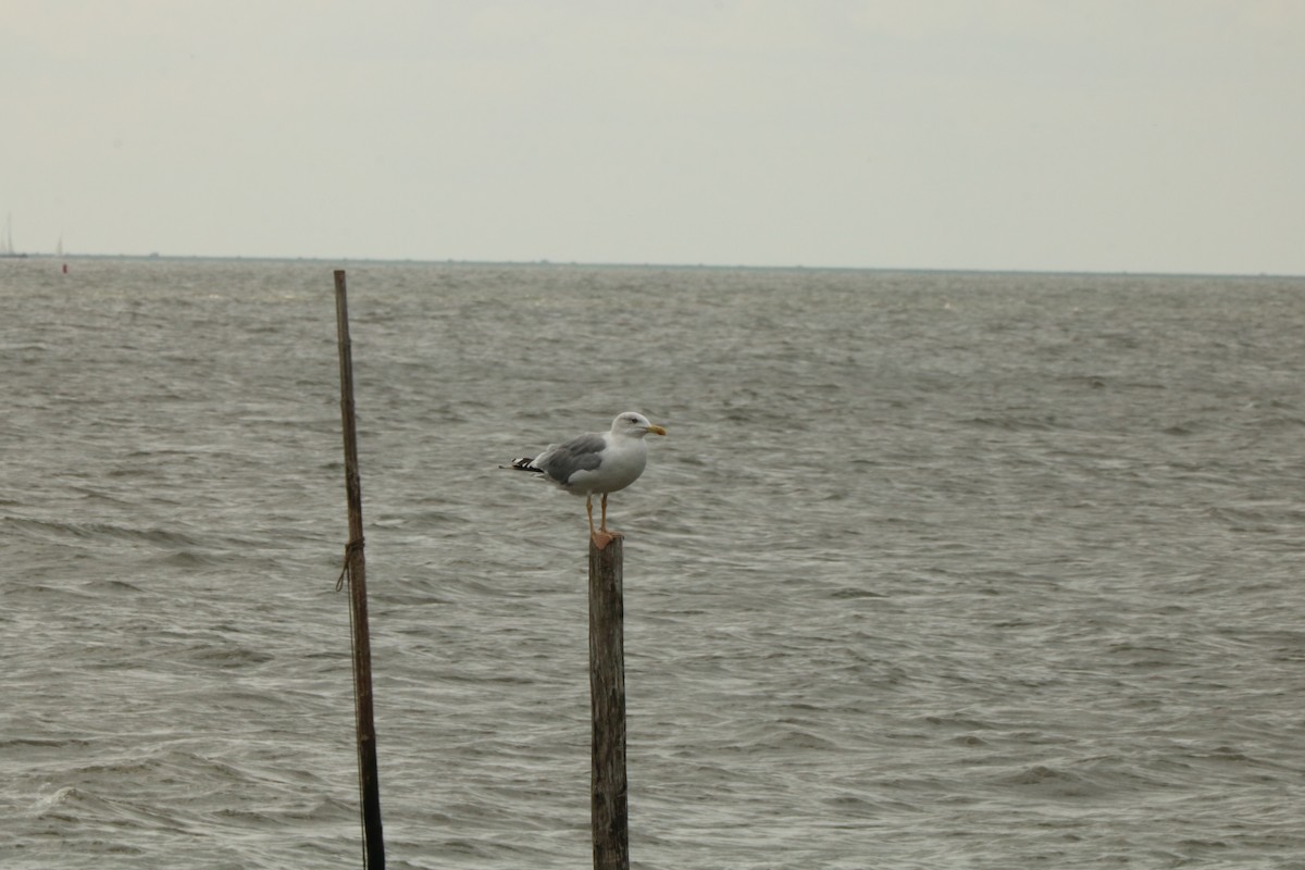 Gaviota Patiamarilla - ML364577581