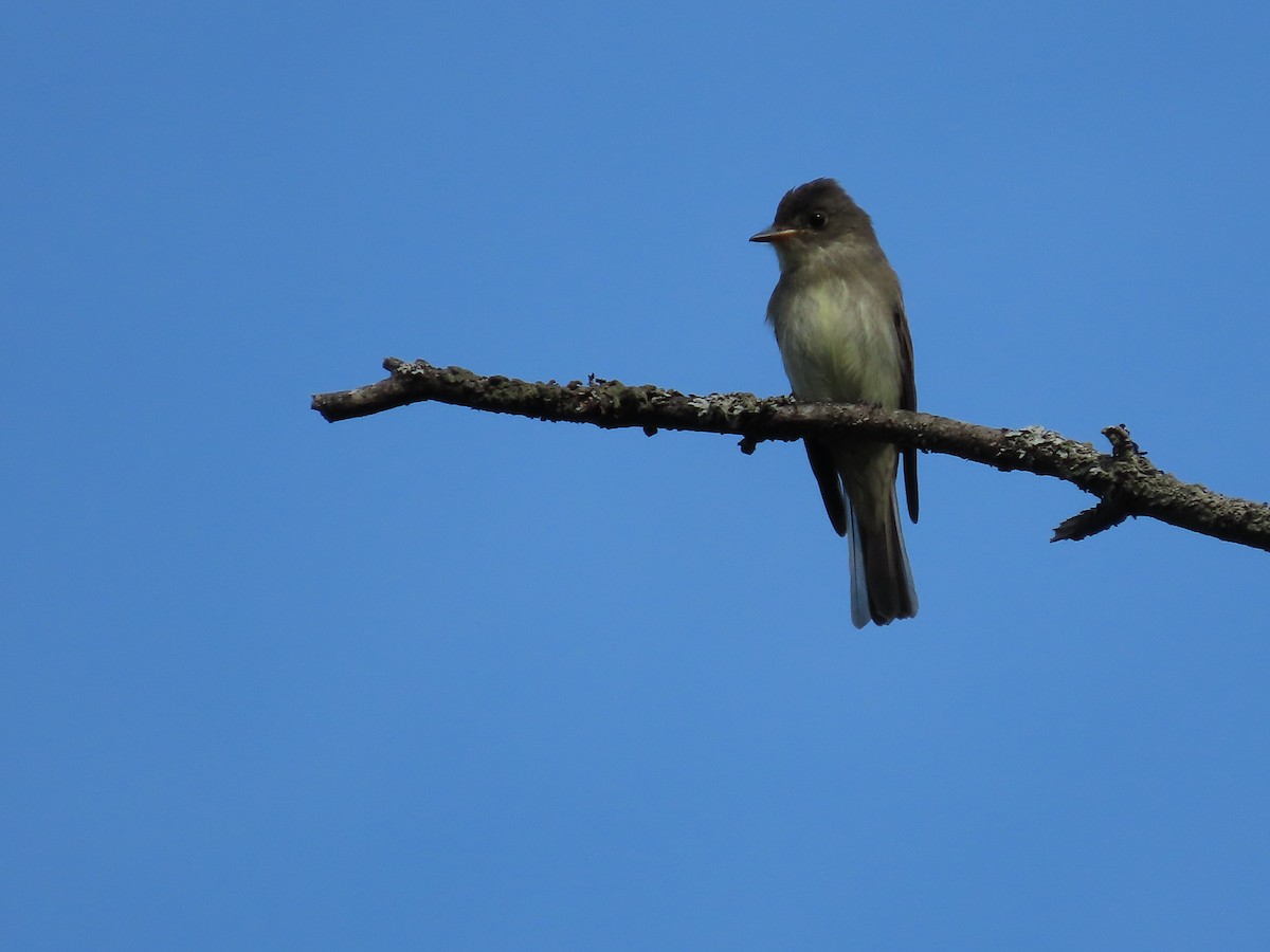 Eastern Wood-Pewee - Debra Ferguson