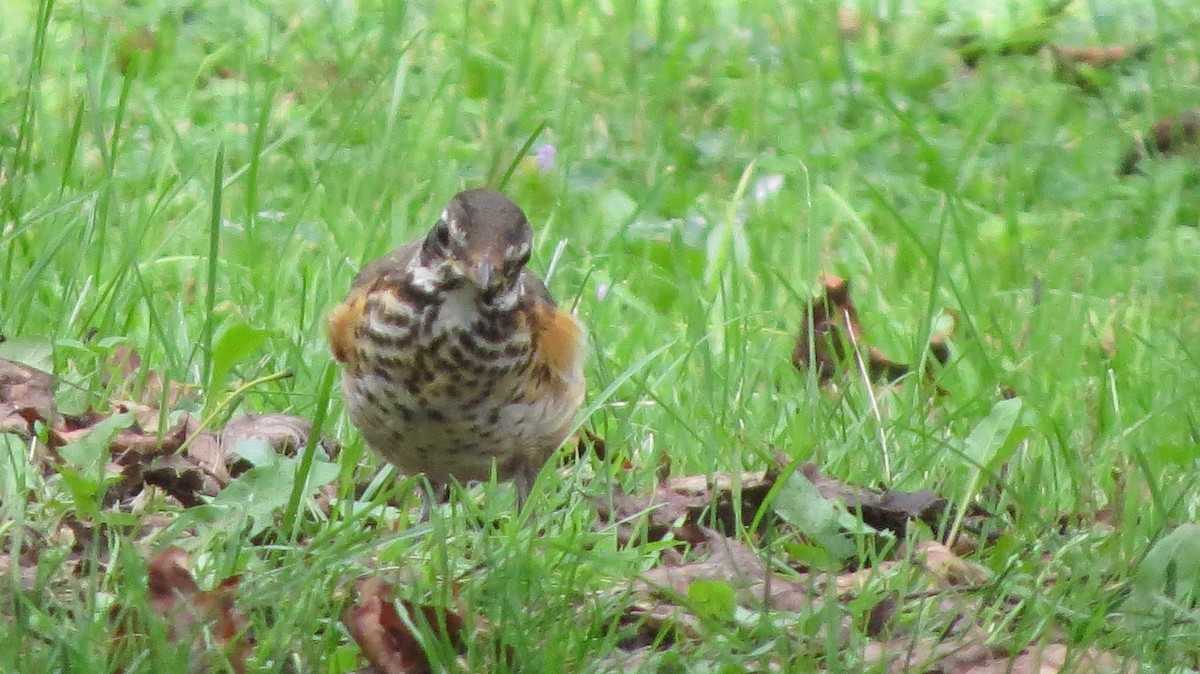 American Robin - ML364579421