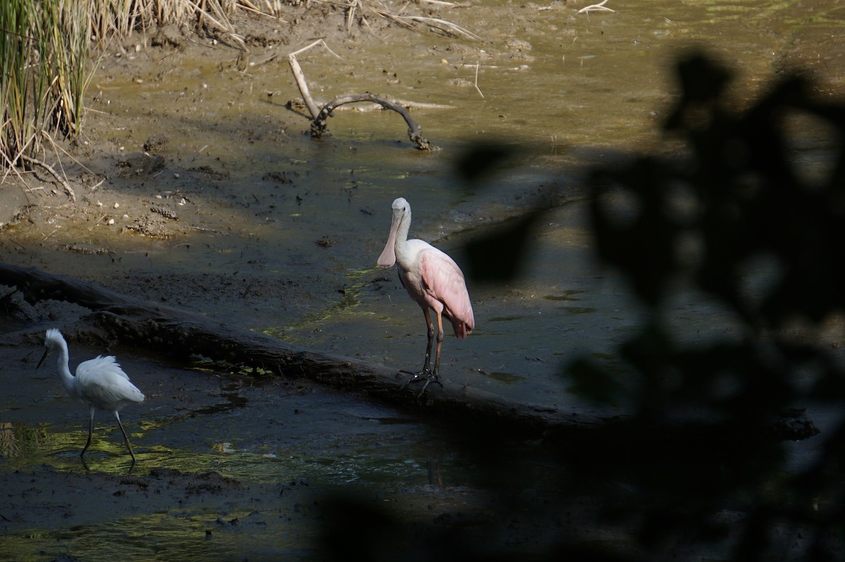 Roseate Spoonbill - ML364580421