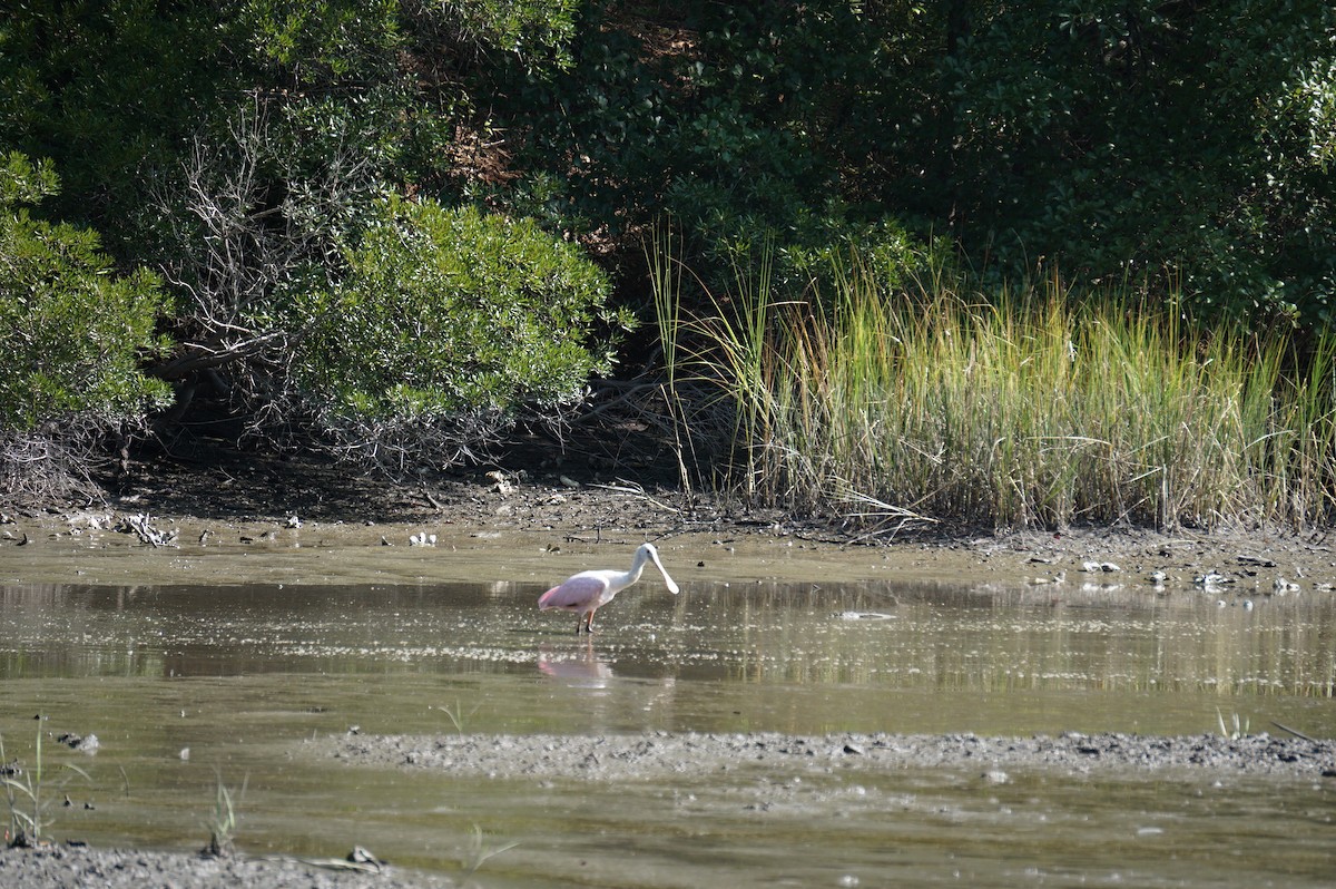 Roseate Spoonbill - ML364580441