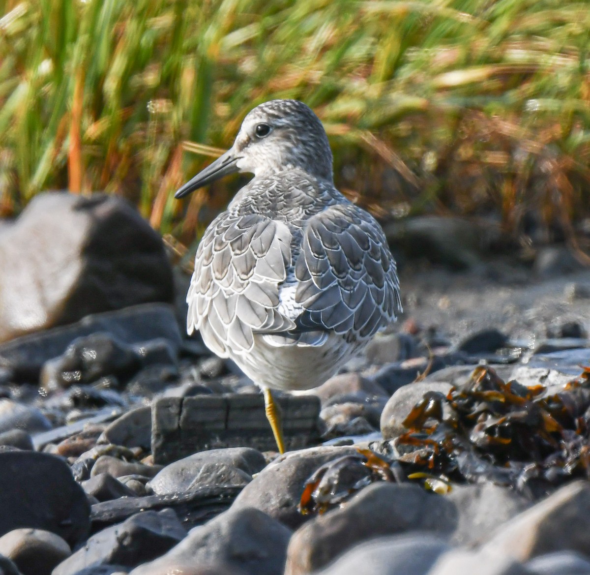 Red Knot - Pierre Casavant