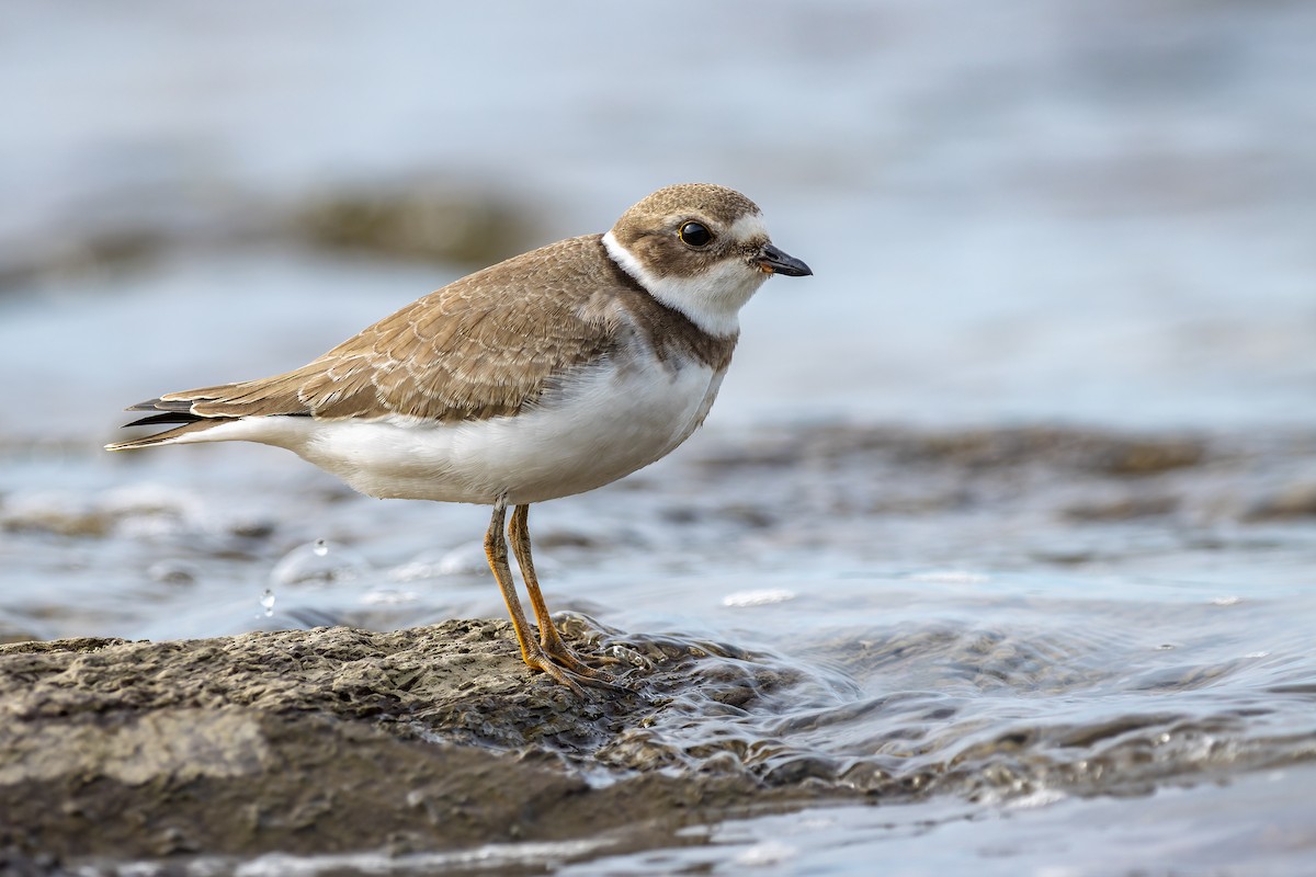 Semipalmated Plover - Frédérick Lelièvre