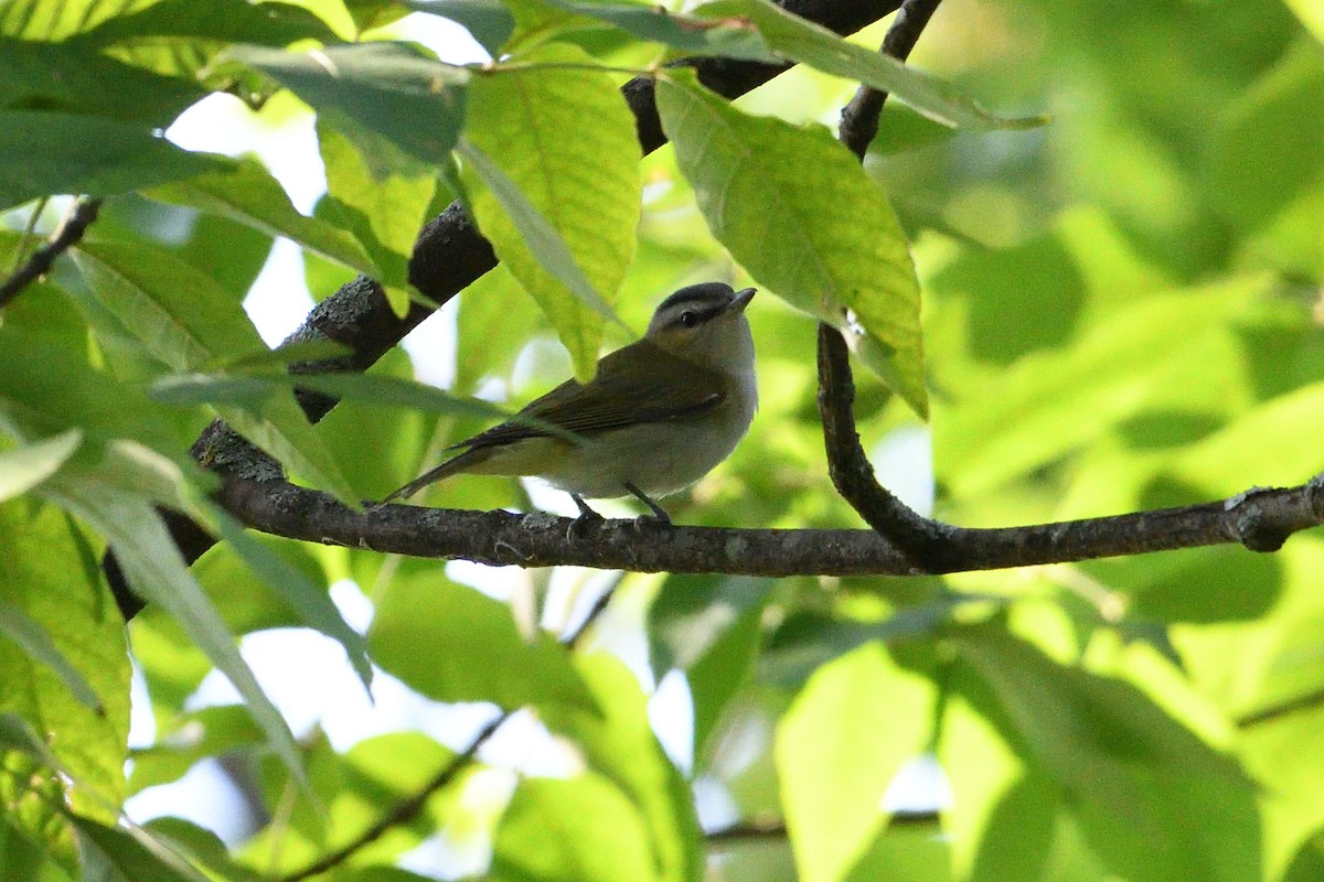 Red-eyed Vireo - Barry Blust