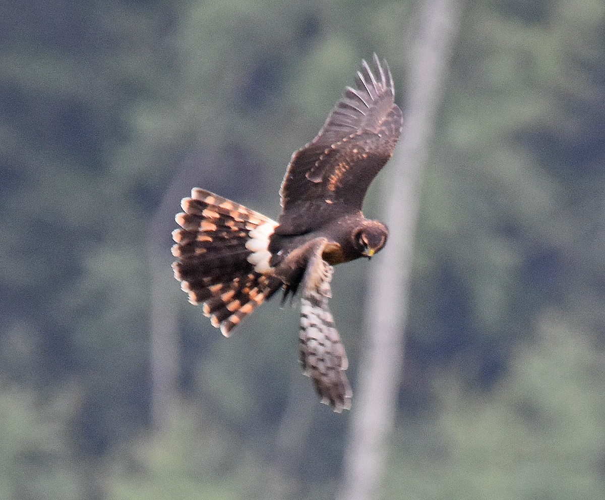 Northern Harrier - Doug Hogg