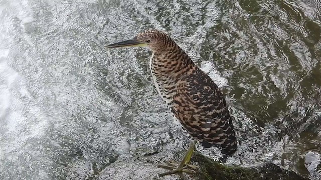 Fasciated Tiger-Heron - ML364585871
