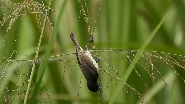 Yellow-bellied Seedeater - ML364586361