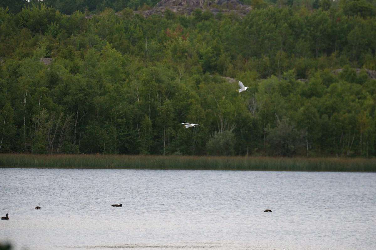 Great Egret - ML364589441