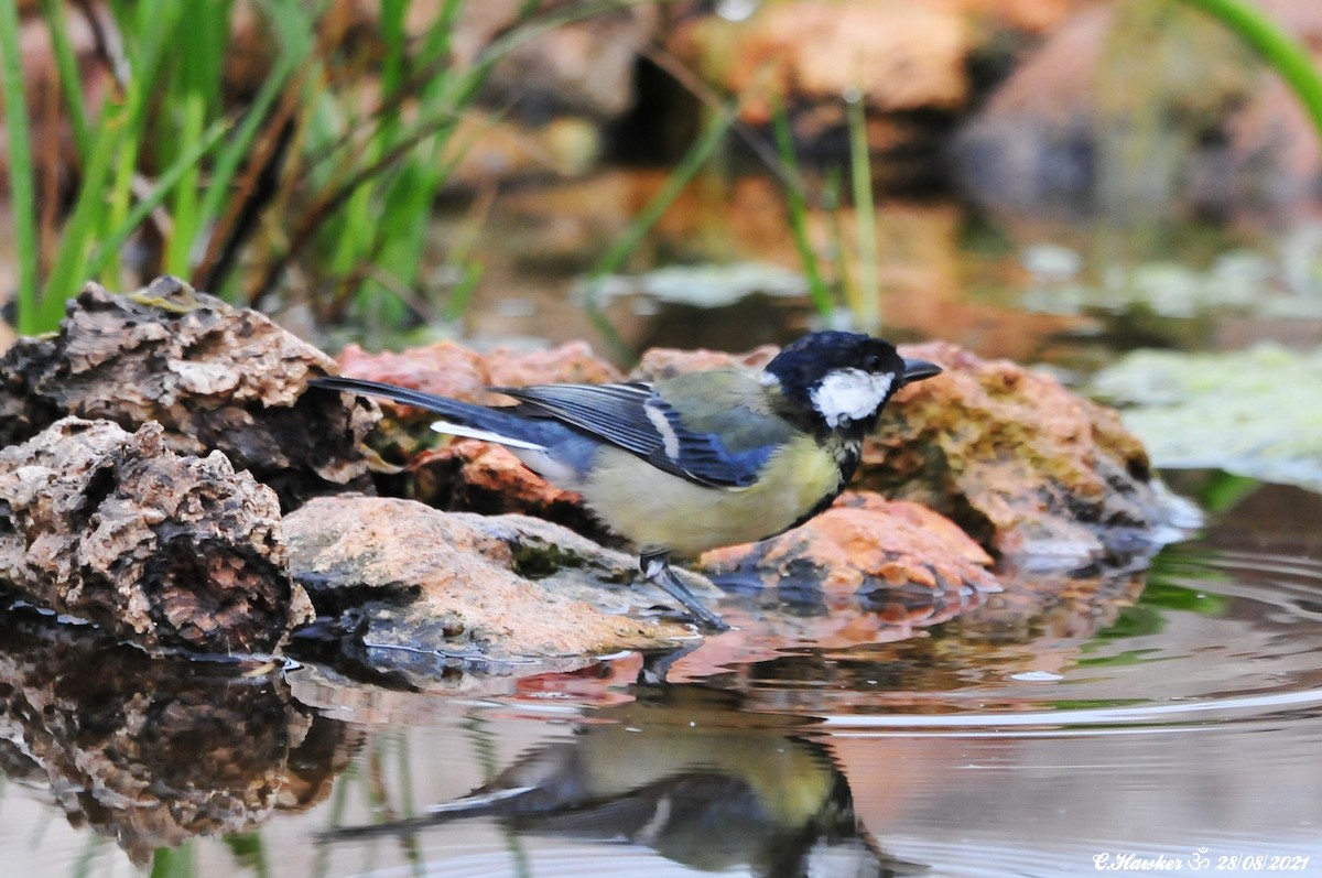 Great Tit - ML364590111