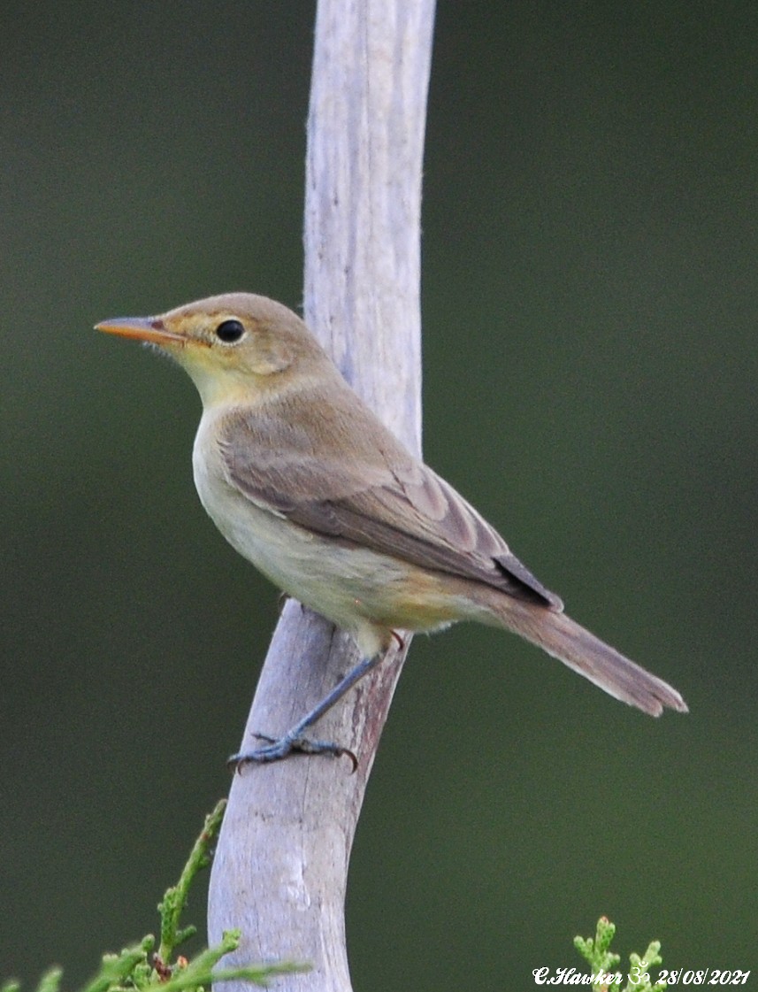 Melodious Warbler - ML364590161