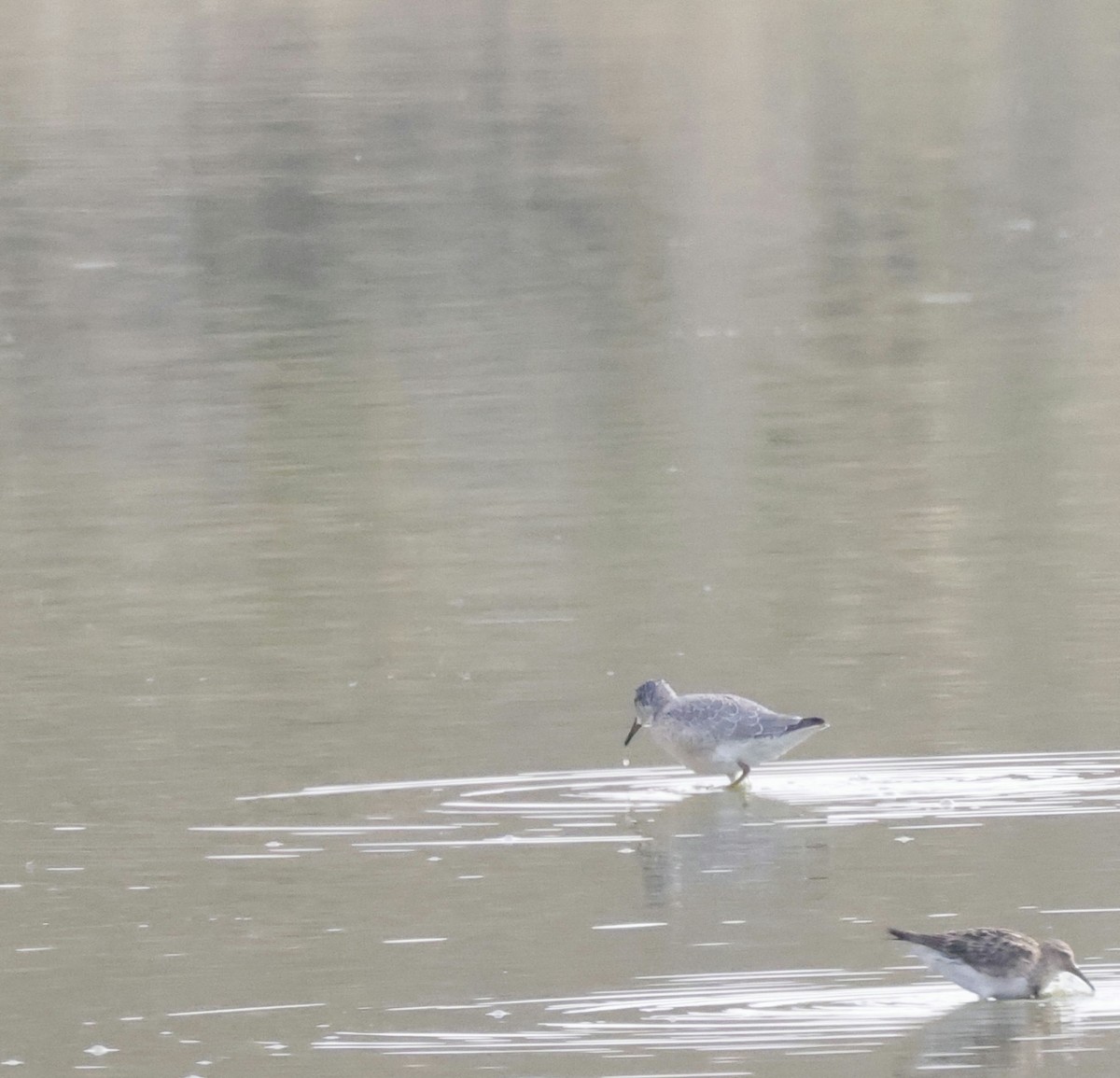 Red Knot - ML364590411