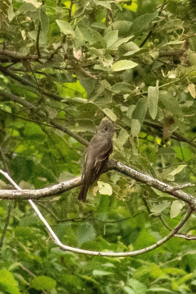 Western Wood-Pewee - ML364590711