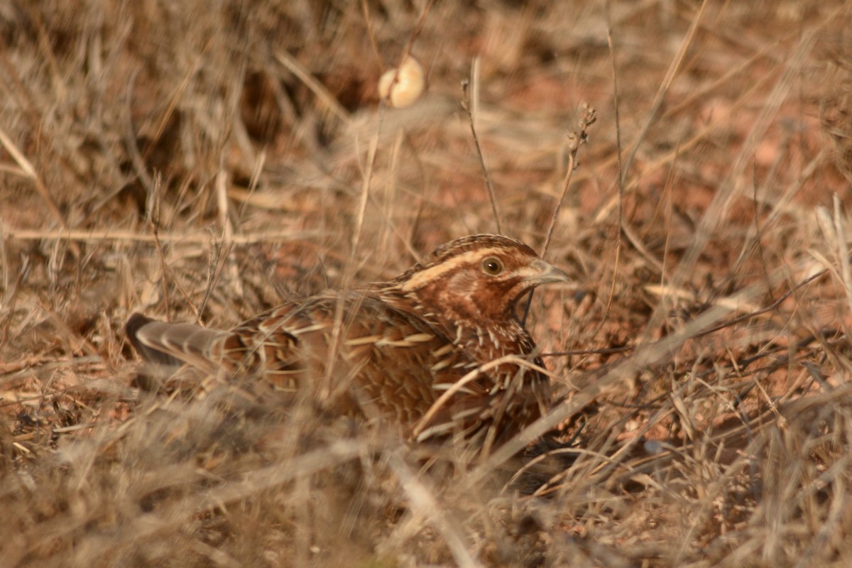 Common Quail - Jorge  Safara