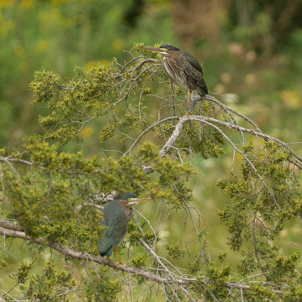 Grünreiher - ML364592011