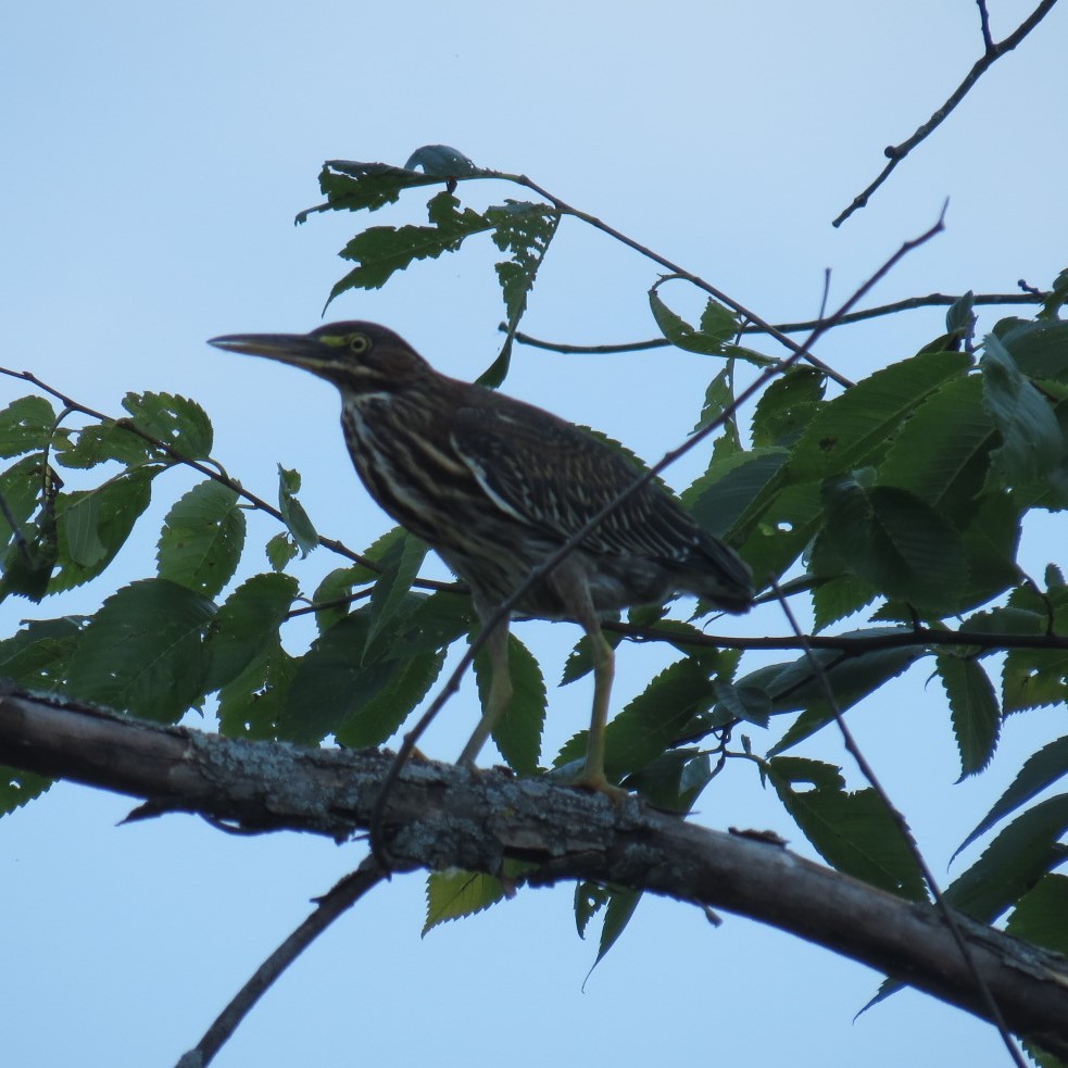 Green Heron - ML364592061