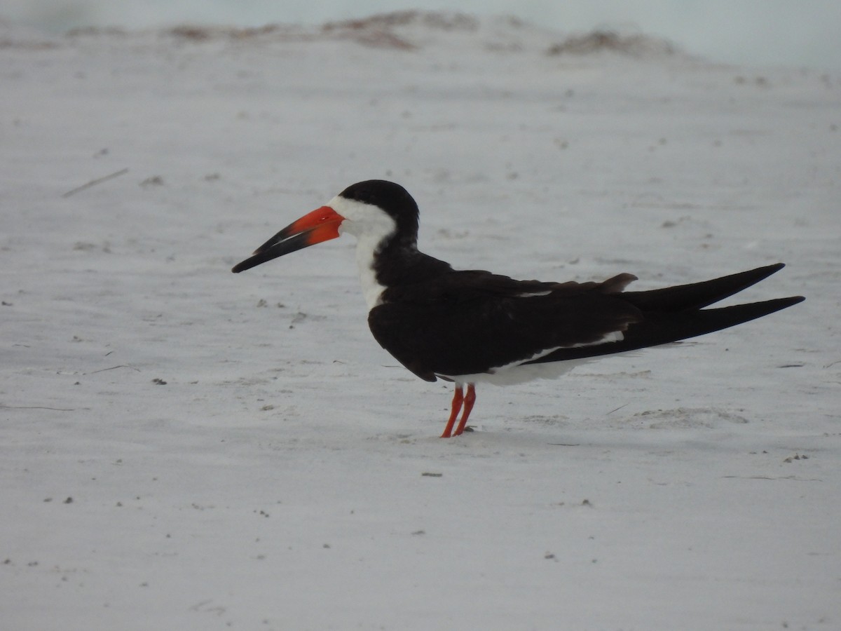 Black Skimmer - ML364592281