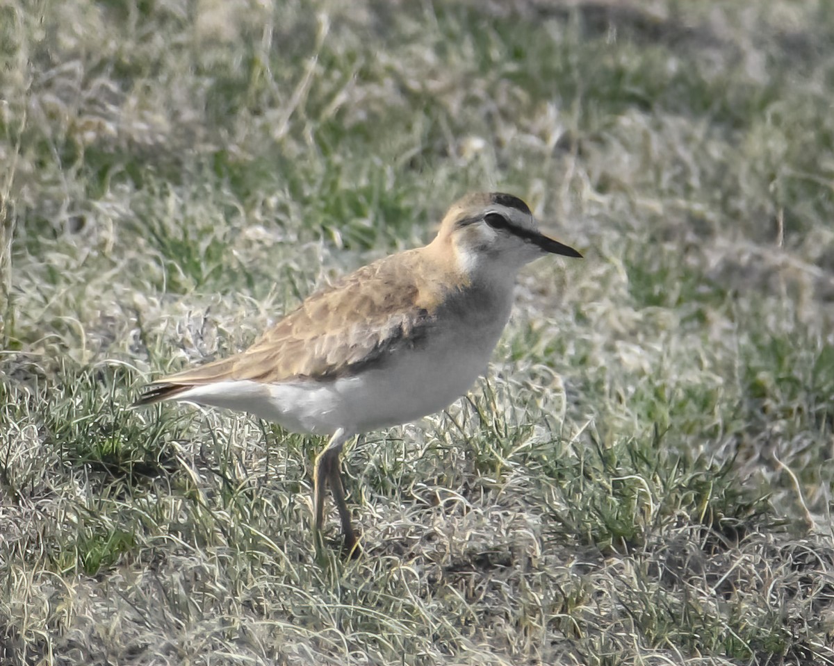 Mountain Plover - ML364592321