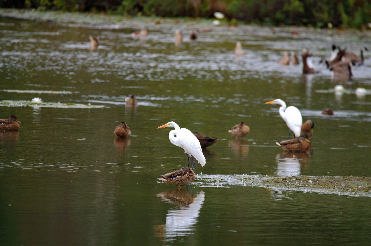 Great Egret - Leslie Correia