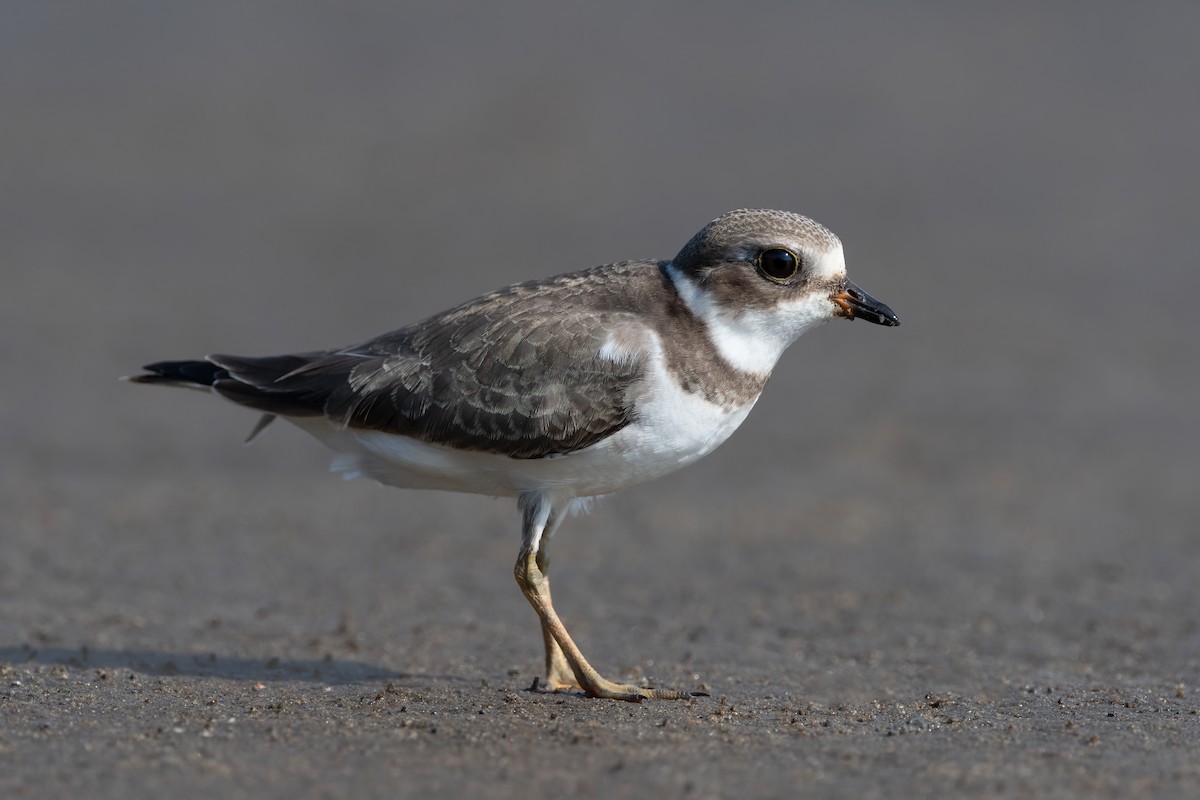 Semipalmated Plover - ML364593451