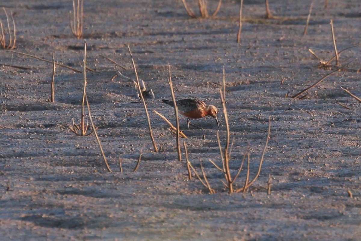 Curlew Sandpiper - ML364593761