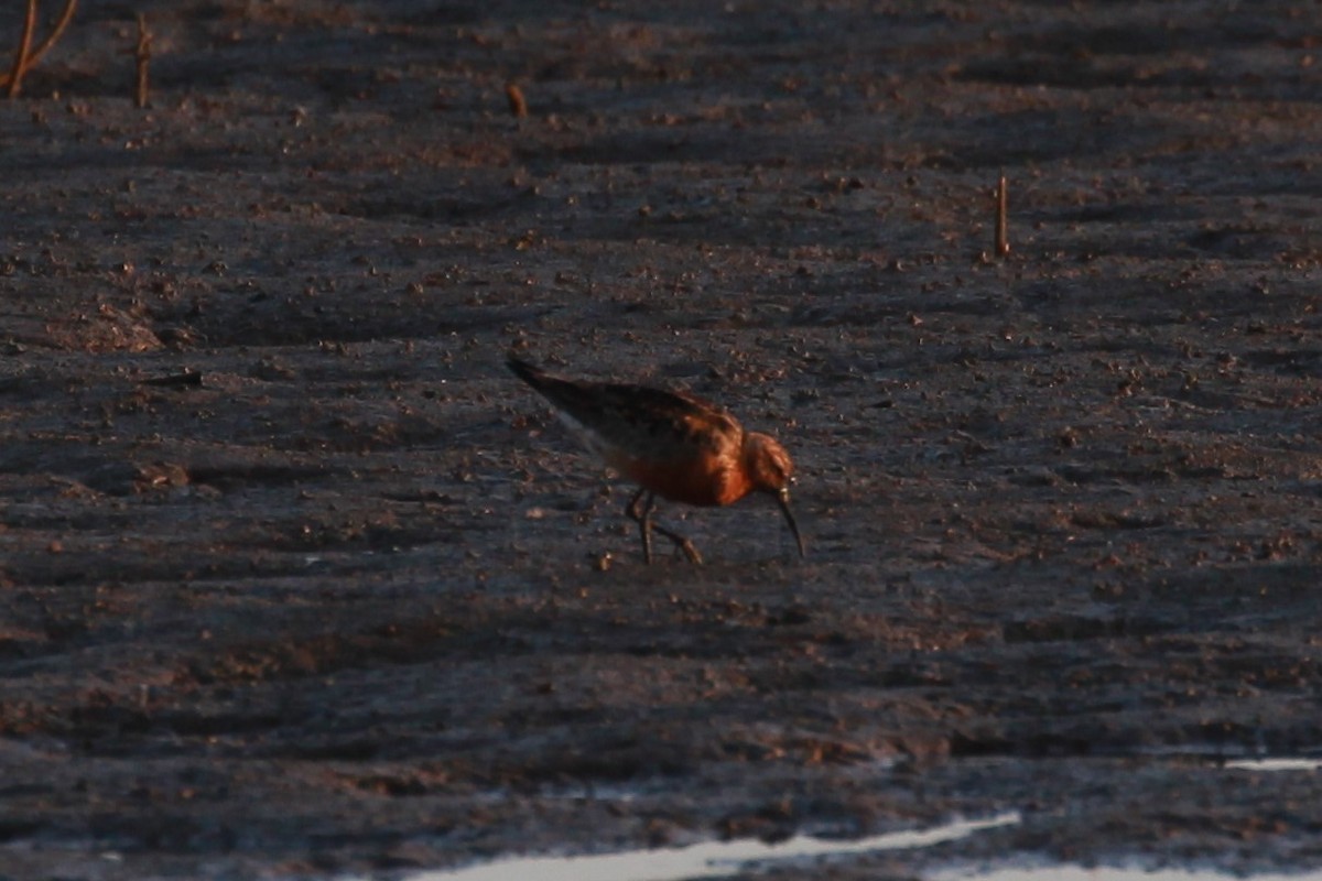 Curlew Sandpiper - ML364593771