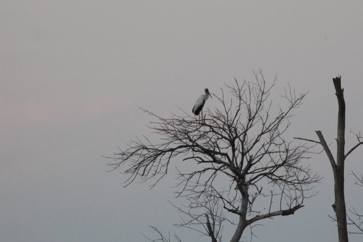 Wood Stork - ML364593811