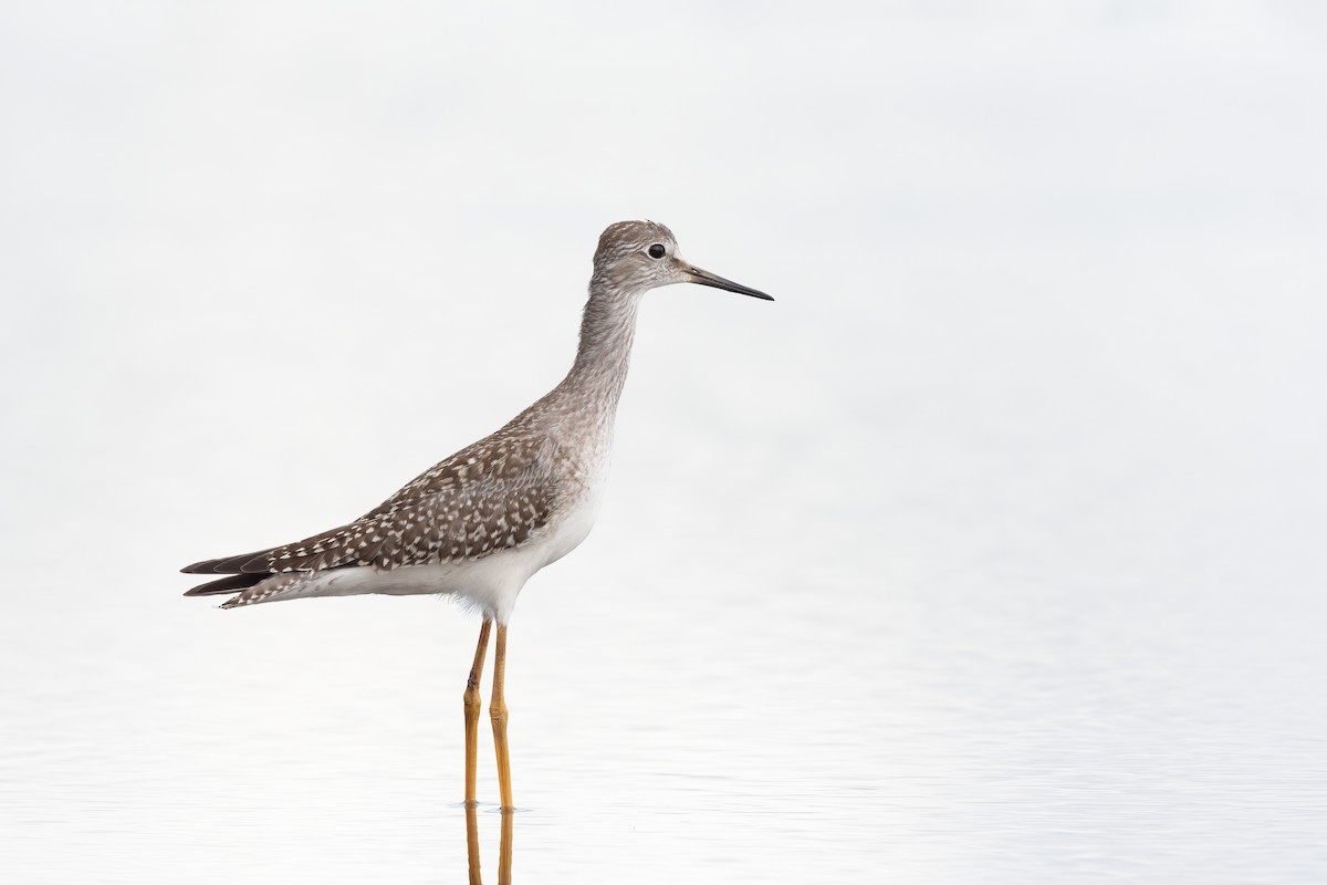 Lesser Yellowlegs - ML364594011