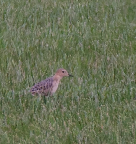 Buff-breasted Sandpiper - ML364595591