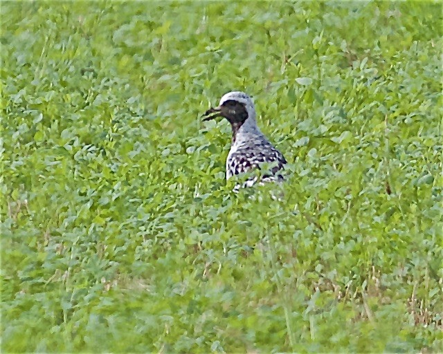 Black-bellied Plover - Jack & Holly Bartholmai