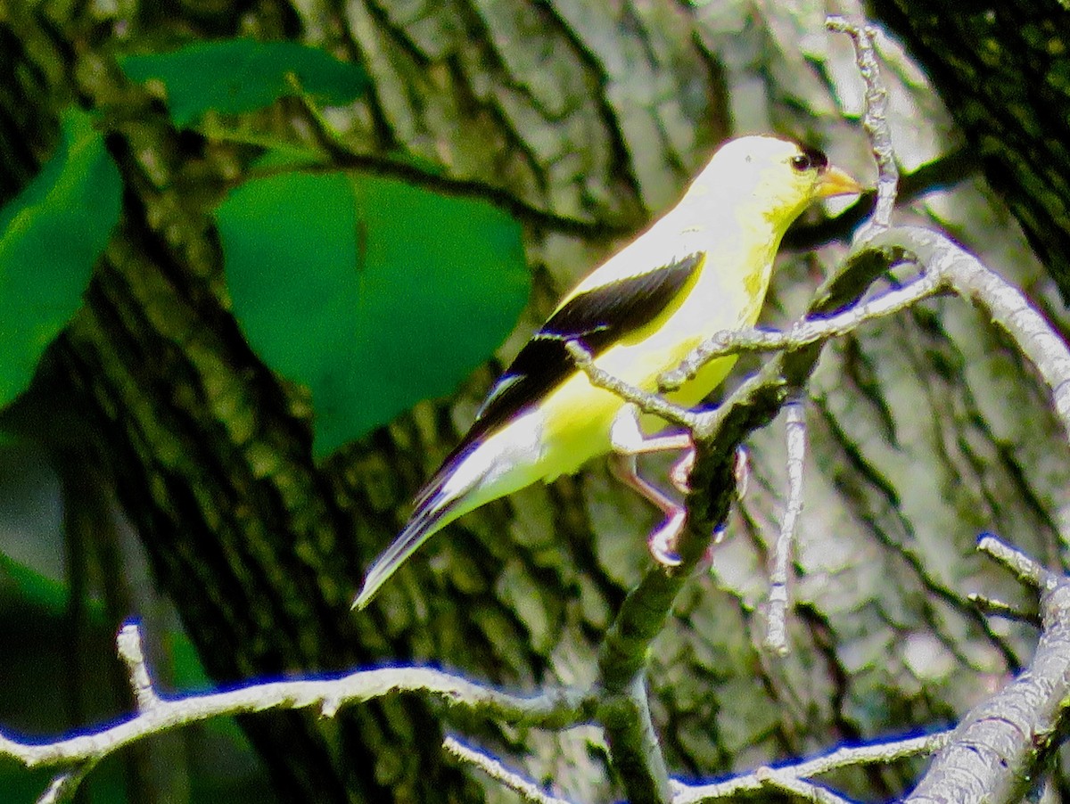 American Goldfinch - ML364597551