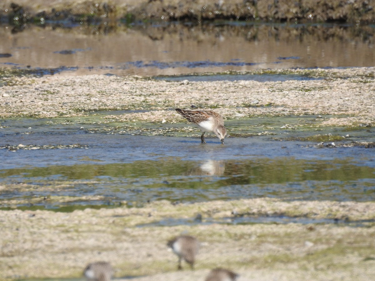 Western Sandpiper - ML36459781