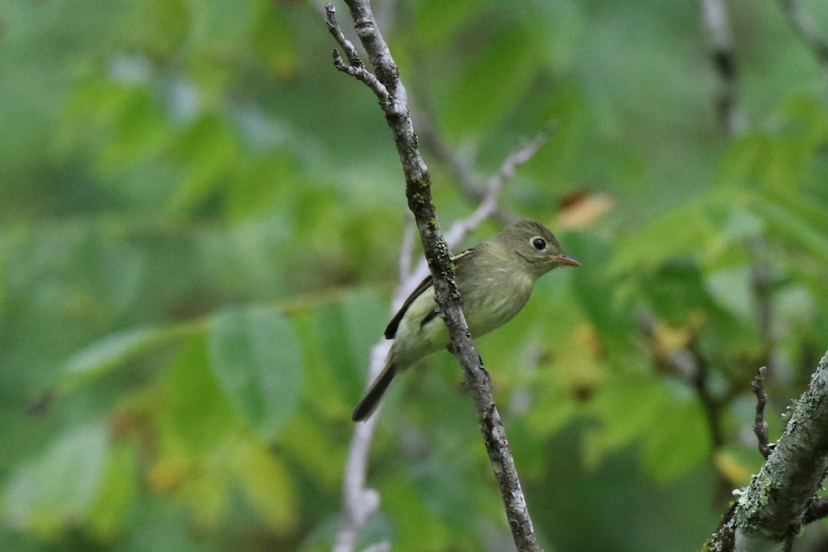 Yellow-bellied Flycatcher - ML364600681