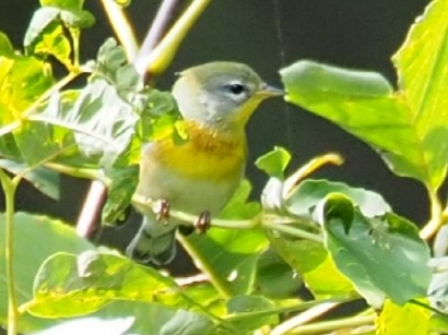 Northern Parula - ML364600901