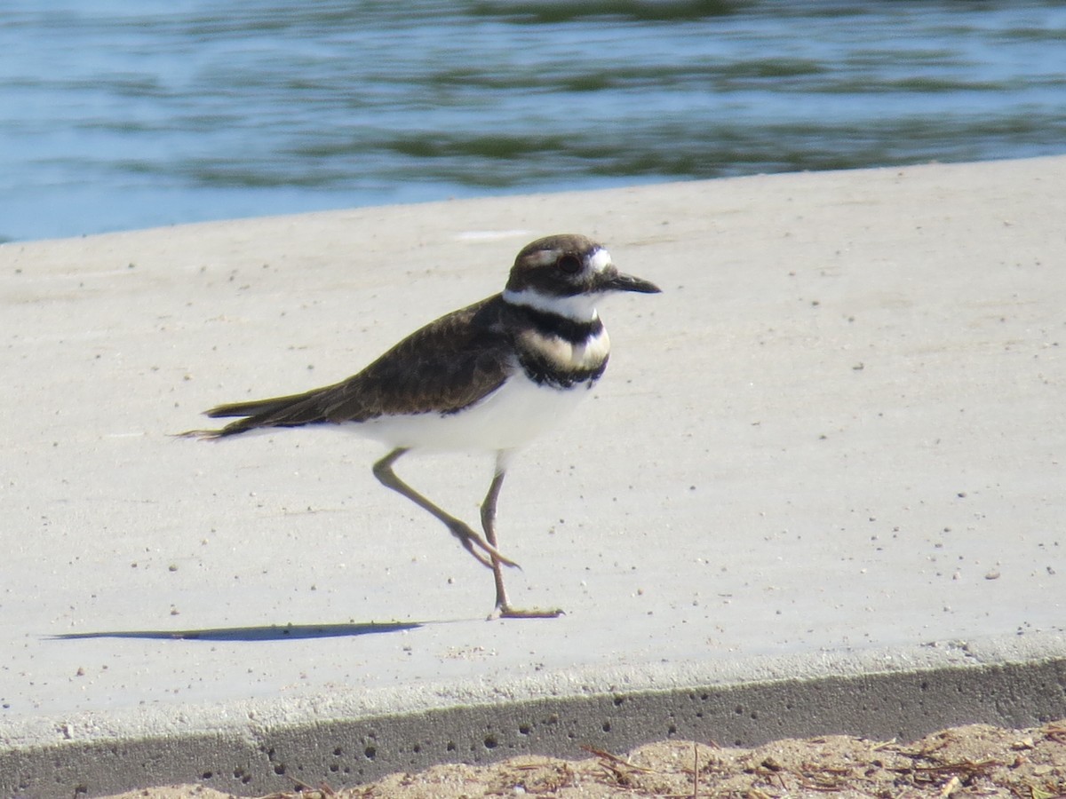 Killdeer - ML36460131