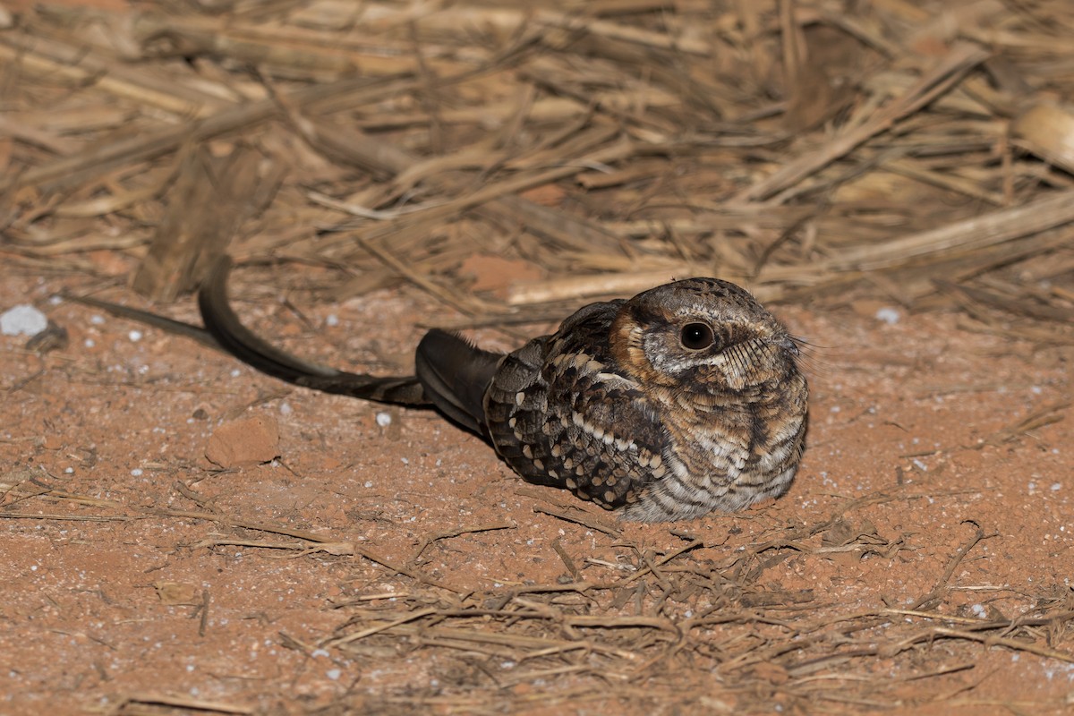 Scissor-tailed Nightjar - ML364602631