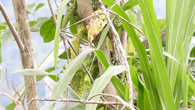 Canebrake Wren - ML364602651