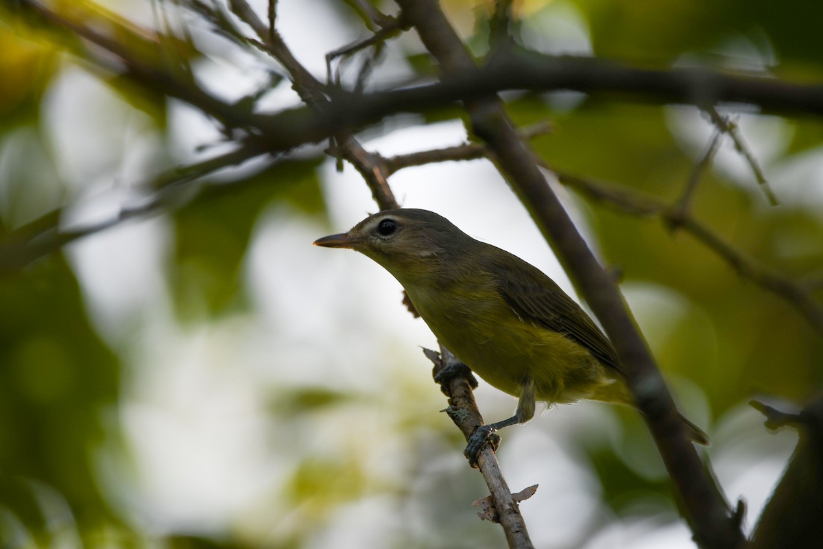 vireo sp. - ML364603381