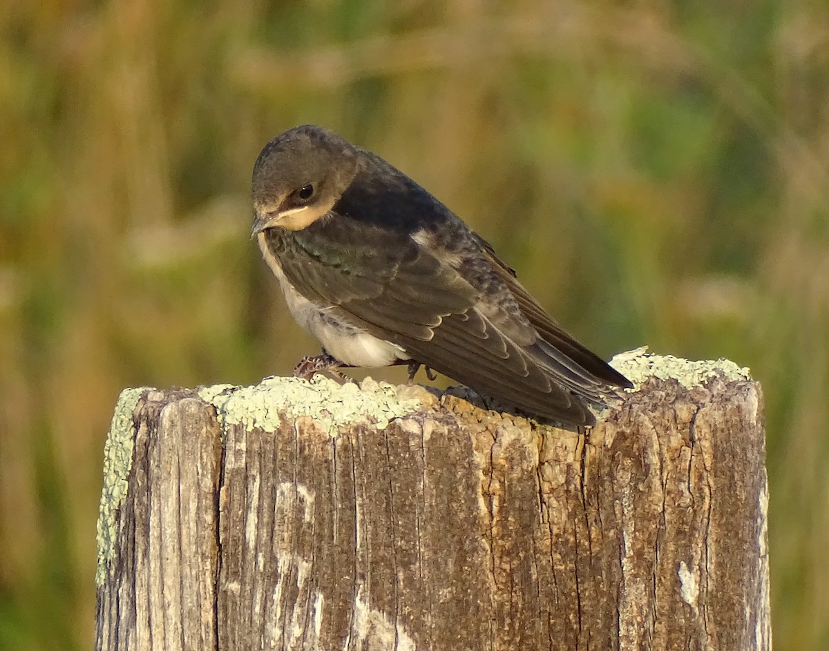 Barn Swallow - ML364603851