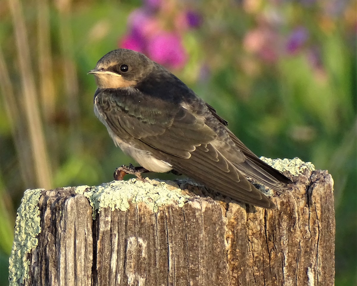 Barn Swallow - ML364604321